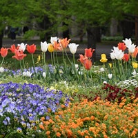 Photo taken at Showa Kinen Park by shino m. on 4/23/2024