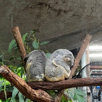 Снимок сделан в Kuranda Koala Gardens пользователем Mia V. 3/29/2024