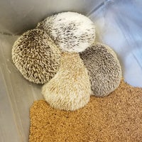 Photo taken at Harry Hedgehog Cafe by Maddie W. on 10/23/2018