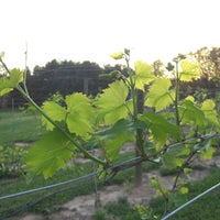 รูปภาพถ่ายที่ Serenberry Vineyards โดย Serenberry Vineyards เมื่อ 9/20/2013