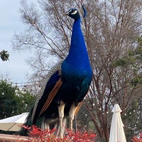 Photo taken at Los Angeles County Arboretum and Botanic Garden by Melissa M. on 2/26/2024