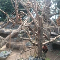 Orang Utan Haus Stellingen 213 Visitors