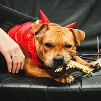 Photo taken at &amp;quot;Купер&amp;quot; одежда для собак и груминг салон by Елена М. on 11/5/2015