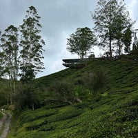 Photo taken at BOH Sungei Palas Tea Centre by MeiLing on 4/10/2024