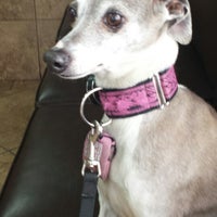 beach city animal hospital