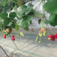 嶋村屋 熊谷いちご園 熊谷市 埼玉県