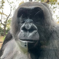 Photo taken at Congo Gorilla Forest by David D. on 11/4/2023
