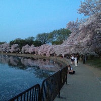 Photo taken at Cherry Blossoms by Ching on 4/11/2013