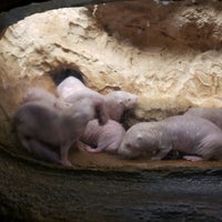 Photo taken at Naked Mole Rat Playground by Charl B. on 5/28/2021