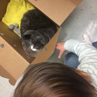 vca green animal hospital