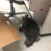 vca green animal hospital