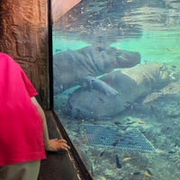 5/23/2023 tarihinde Lorena C.ziyaretçi tarafından San Antonio Zoo'de çekilen fotoğraf