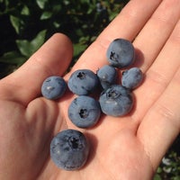 Photo taken at Kamphuis Blueberry Farm by Spencer Z. on 8/7/2014