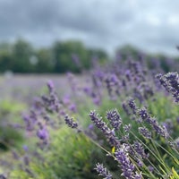 Photo taken at Mayfield Lavender Farm by Shaikah on 8/2/2023