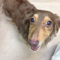 ガーデン動物病院 Now Closed Veterinarian In 目黒区