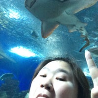 Foto diambil di Underwater World And Dolphin Lagoon oleh Tuk-Tik T. pada 10/12/2015