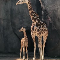 Photo taken at MillerCoors Giraffe Experience by Vanessa S. on 5/29/2018