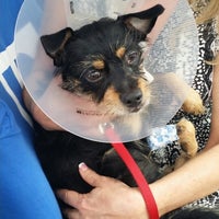 rock creek animal hospital