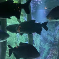 Photo taken at Sea Life London Aquarium by Lee K. on 12/28/2023