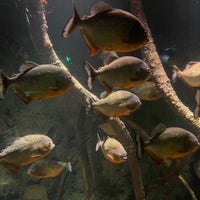 Photo taken at Sea Life London Aquarium by Lee K. on 12/28/2023