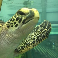 奄美海洋展示館 Aquarium In 奄美市 奄美海洋展示館 Aquarium In 奄美市