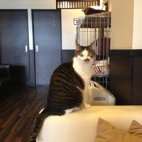 猫cafe Calm Cafe In 豊中市 猫cafe Calm Cafe In 豊中市
