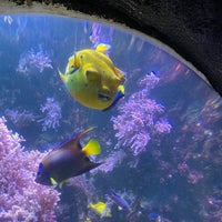 Photo taken at Sea Life by Elena A. on 1/22/2023