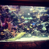 Foto scattata a The Mirage Aquarium da Justin B. il 12/19/2012