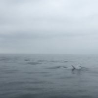 Photo taken at Capt. Dave&amp;#39;s Dana Point Dolphin &amp;amp; Whale Watching Safari by Katie B. on 6/27/2018