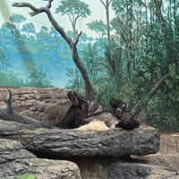 2/11/2024にKatie B.がCincinnati Zoo &amp;amp; Botanical Gardenで撮った写真
