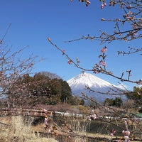 狩宿の下馬桜 Tree