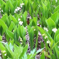 平取町芽生すずらん群生地 1 Tip 平取町芽生すずらん群生地 1 Tip