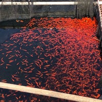 金魚のふる里 やまと錦魚園 郡山金魚資料館 大和郡山市 奈良県 金魚のふる里 やまと錦魚園 郡山金魚資料館 大和郡山市 奈良県