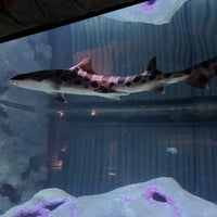 Foto scattata a Shark Reef Aquarium da Mikhail P. il 6/23/2023