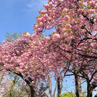 Photo taken at Asukayama Park by nicq_nicq on 4/18/2019