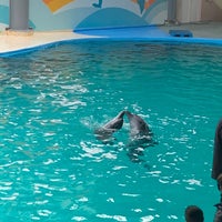Photo taken at Dolphinarium by Feras on 1/14/2020