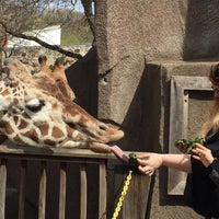 Photo taken at MillerCoors Giraffe Experience by Lyssa V. on 5/4/2017