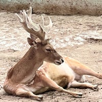 Photo taken at Tehran Zoo by Mah ya on 5/7/2024