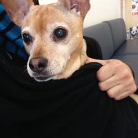 vca robertson animal hospital