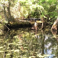 3/31/2016에 Melanie님이 Audubon&amp;#39;s Corkscrew Swamp Sanctuary에서 찍은 사진