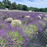 รูปภาพถ่ายที่ Lavender By the Bay - New York&amp;#39;s Premier Lavender Farm โดย Winnie F. เมื่อ 6/23/2021