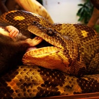 2/20/2014にSam S.がNorthampton Reptile Centreで撮った写真