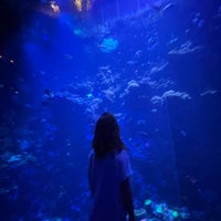 Photo taken at Steinhart Aquarium by Faye on 11/12/2021