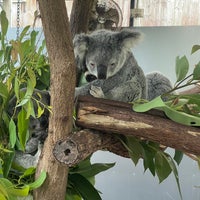 9/8/2023 tarihinde Vindy F.ziyaretçi tarafından Kuranda Koala Gardens'de çekilen fotoğraf