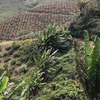 Photo taken at Boh Tea Plantations by Alex-andra B. on 12/29/2019