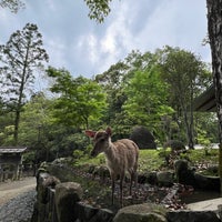 Photo taken at Nara Park by Faith A. on 5/7/2024