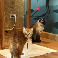 Photo taken at Catmosphere Cat Café by Ctoon T. on 11/15/2020