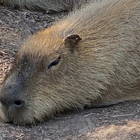 Photo taken at Adelaide Zoo by Spatial Media on 2/28/2021