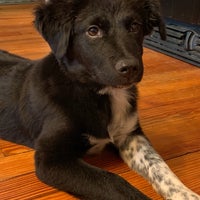 vca southgate animal hospital