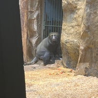 Foto scattata a Zoo Antwerpen da Jelina D. il 8/15/2022